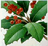 State Tree: American Holly