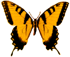 State Butterfly: Tiger Swallowtail