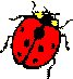 State bug: Lady bug